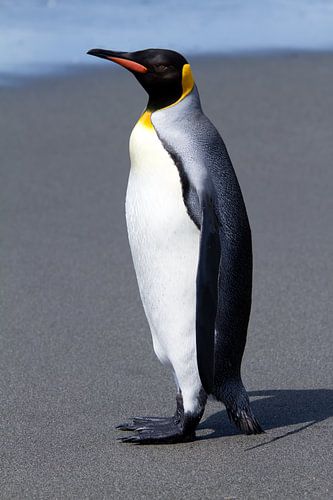 King penguin on the beach