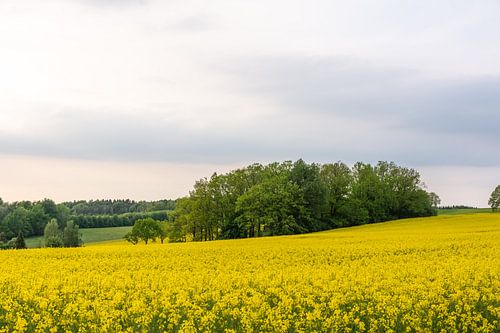 een koolzaadveld in idyllische natuur in de zomer