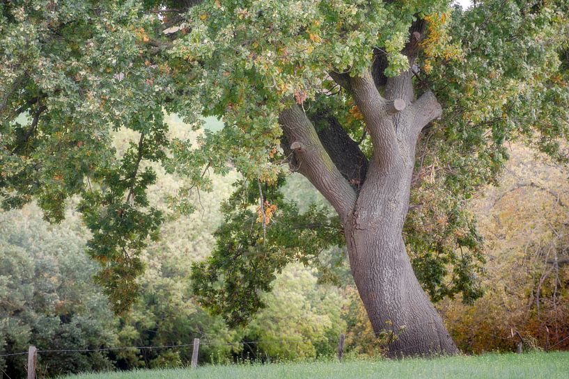 the old oak by rob creemers