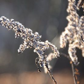 Stille des Lichts von Kal