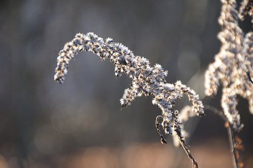 De stilte van het licht