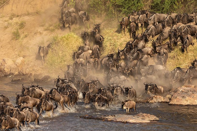 De Grote Trek van de Gnoes van Pascale Dumoulein