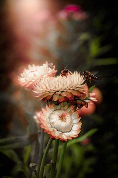 bijen op bloemen van Ribbi