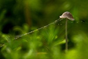 Macro 'Captured'