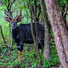 Nyala by Steven Groothuismink