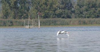 fliegender Schwan auf dem See