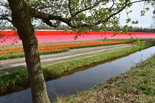 Un champ de tulipes en fleurs au printemps