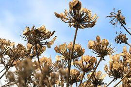 Bärenklaue von Bärbel Severens