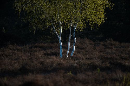 Bouleau en contre-jour