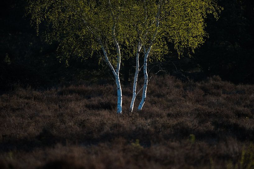 Birch in backlight by Jarno van Bussel