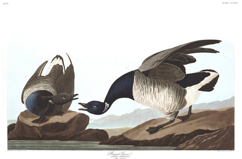 Bernache Cravant par Birds of America