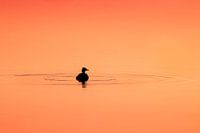 Silence on the lake