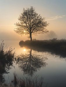 Morgennebel