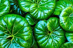 Luipaard plant