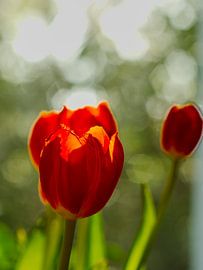 Trio de tulipes sur Roger Trelou
