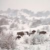 Wisente (Bison bonasus) im Schneesturm. von Frans Lemmens