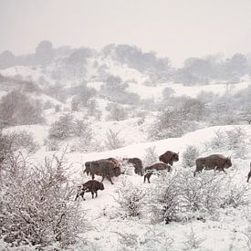 Wisente (Bison bonasus) im Schneesturm. von Frans Lemmens