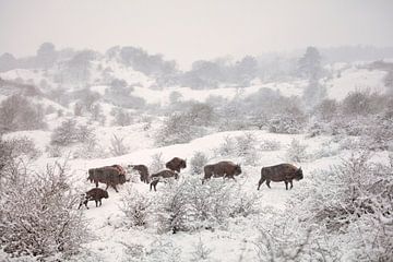 Wisents (Bison bonasus) in snowstorm.