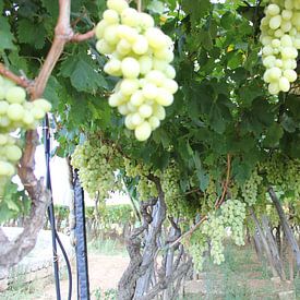 druiven trosjes hangend in italië in het mooie zuid-italië  by Joost Brauer