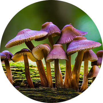 paddenstoelen op een boomstronk van Egon Zitter