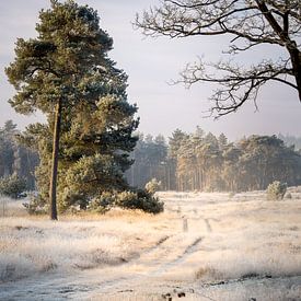 De leidende lijn langs de boom van Tom Vogels