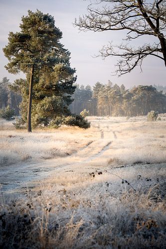 Die Führungslinie entlang des Baumes