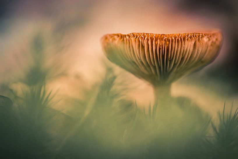 The autumn feeling by Martzen Fotografie