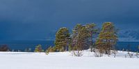 Dennenbomen langs een Fjord in Noord Noorwegen voor een sneeuwbui van Sjoerd van der Wal Fotografie thumbnail