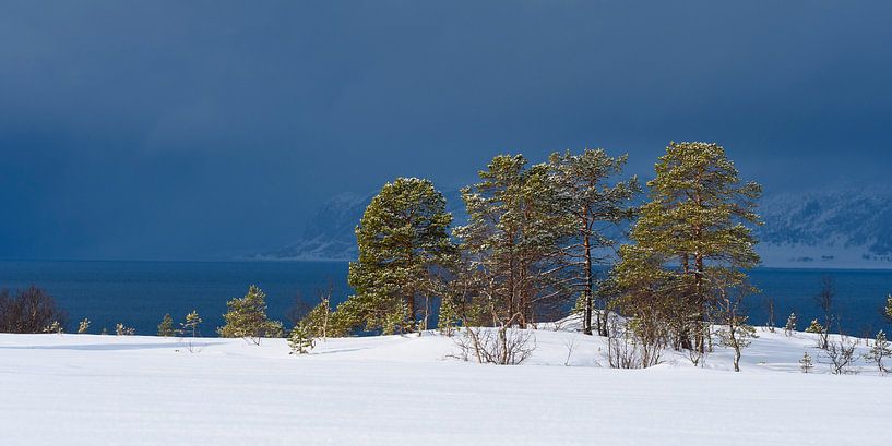 Dennenbomen langs een Fjord in Noord Noorwegen voor een sneeuwbui van Sjoerd van der Wal Fotografie