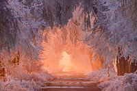 Sunset in the frost