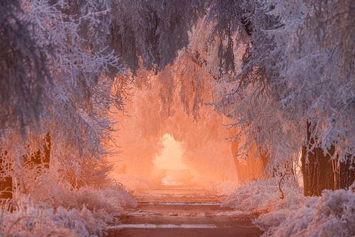 Sunset in the frost