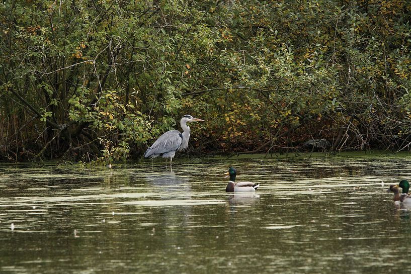 Grey heron with mirror image and mallard duck by Anja Bagunk