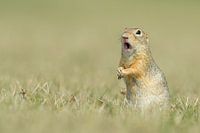 Gopher