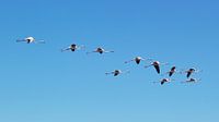 flying flamingo's