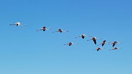 fliegende flamingo's