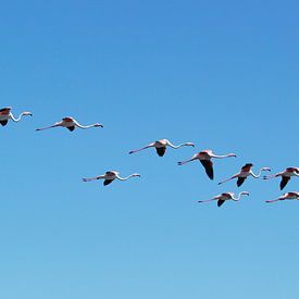 vliegende flamingo's van Marina Nieuwenhuijs