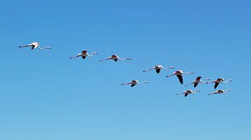 vliegende flamingo's