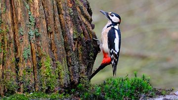 Grote Bonte Specht van Sabrina de Vries
