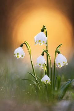 Spring snowflake in the first light of spring by Daniela Beyer