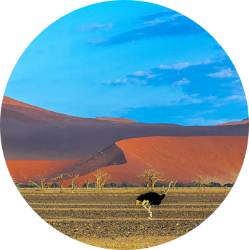 Struisvogel voor de rode duinen in de Sossusvlei, Namibië van Rietje Bulthuis