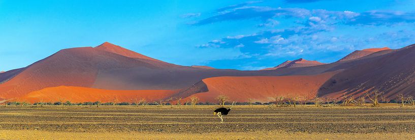 Ostrich for the red dunes in Sossusvlei, Namibia by Rietje Bulthuis