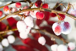 Pommes ornementales rouges recouvertes d'un glaçage glacé.