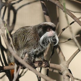 Caesarean moustache tamarin by Matthias Brix