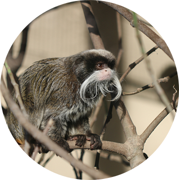 Gesneden snor tamarin