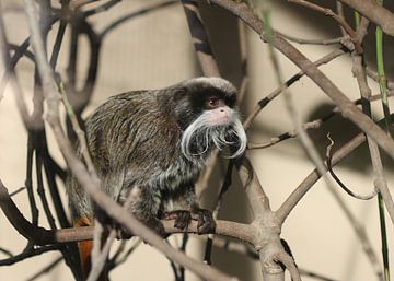 Tamarin de la moustache césarienne sur Matthias Brix