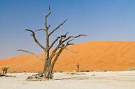 Deadvlei in Namibië van Jan Schuler thumbnail