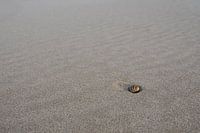 Shell on the beach!