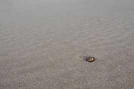 Shell on the beach! by Ronald van Kooten