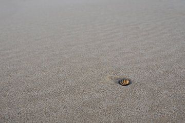 Schelp op het strand! van Ronald van Kooten