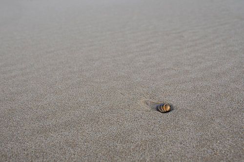 Schelp op het strand!